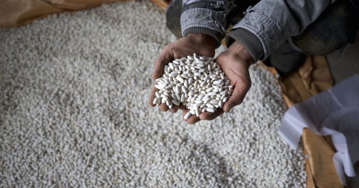 Köylere geri dönüşlerle tescilli Yedisu horoz kuru fasulyesinin üretimi her yıl artıyor